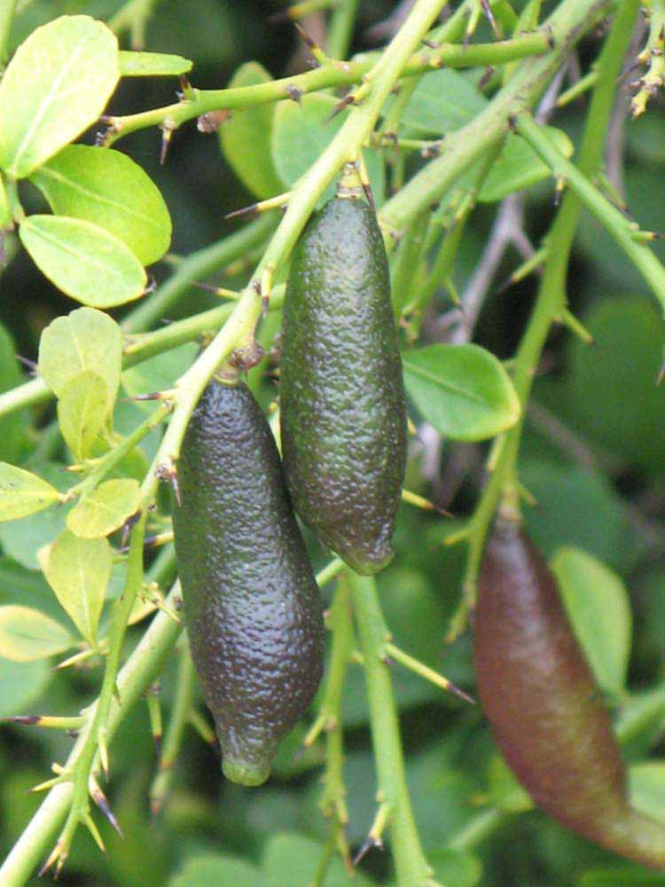            Fruit of  Microcitrus australasica          (Winter Haven, FL)   